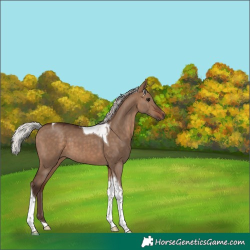 Horse Color:Silver Brown Dun Tobiano 
