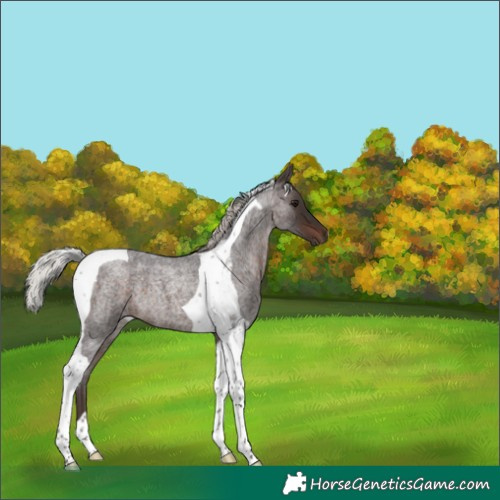 Horse Color:Silver Brown Roan Tobiano 