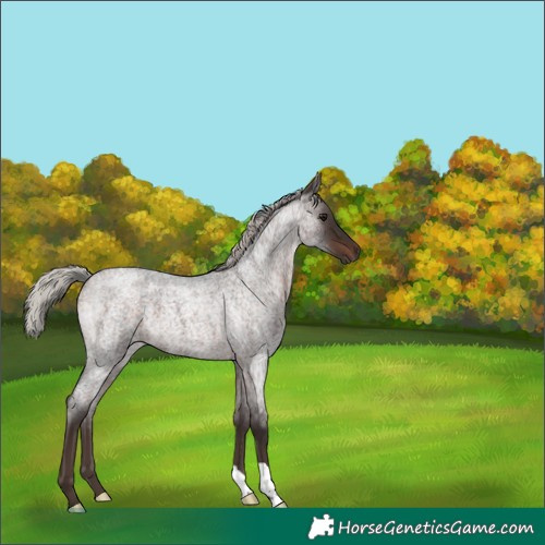 Horse Color:Silver Brown Roan 