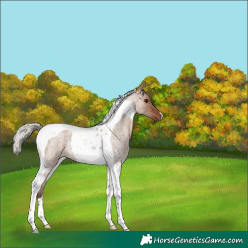 Horse Color:Silver Brown Roan Dun Tobiano 