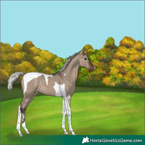 Horse Color:Silver Brown Dun Tobiano 