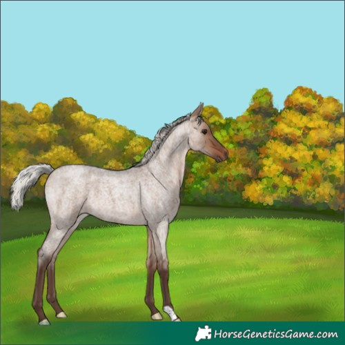 Horse Color:Silver Brown Roan Dun 