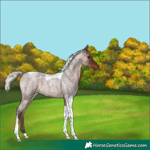 Horse Color:Silver Brown Roan Tobiano 