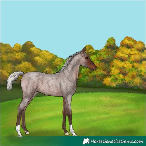 Horse Color:Silver Brown Roan 