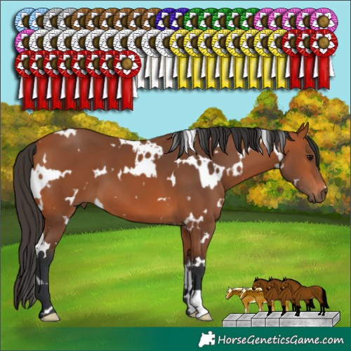 Horse Color:White Spotted Bay 