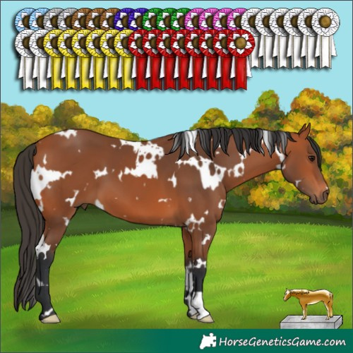 Horse Color:White Spotted Bay 