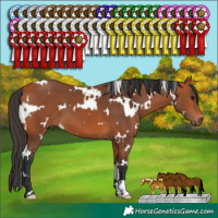 Horse Color:White Spotted Bay