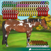 Horse Color:White Spotted Bay 