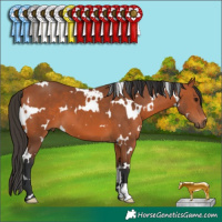 Horse Color:White Spotted Bay 