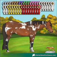 Horse Color:White Spotted Bay