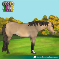 Horse Color:Buckskin Dun