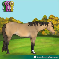 Horse Color:Buckskin Dun