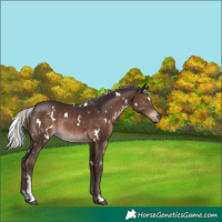 Horse Color:White Spotted Silver Brown Rabicano 