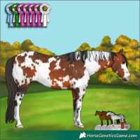 Horse Color:White Spotted Bay