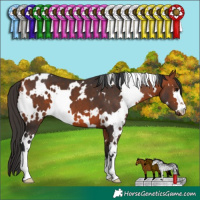 Horse Color:White Spotted Bay 