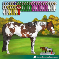 Horse Color:White Spotted Bay