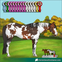 Horse Color:White Spotted Bay 