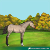 Horse Color:Bay Dun 