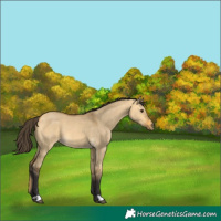 Horse Color:Buckskin Dun 