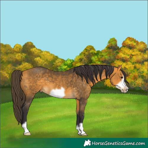 Horse Color:Buckskin Frame 