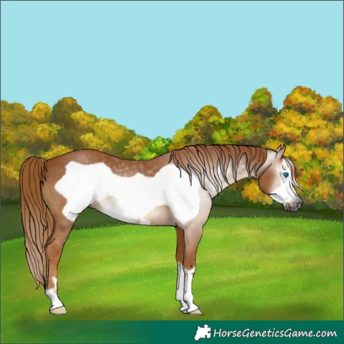 Horse Color:Gray Chestnut Frame 