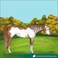 Horse Color:Gray Chestnut Frame