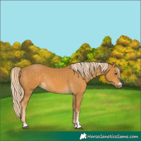 Horse Color:Palomino 