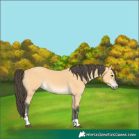 Horse Color:Buckskin 