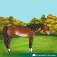 Horse Color:Bay 
