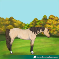 Horse Color:Buckskin Roan Dun