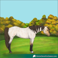 Horse Color:Buckskin Roan Dun 
