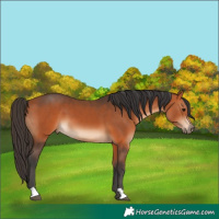 Horse Color:Bay 