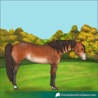 Horse Color:Bay Frame 