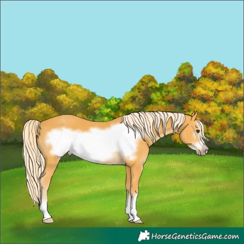 Horse Color:Palomino Frame