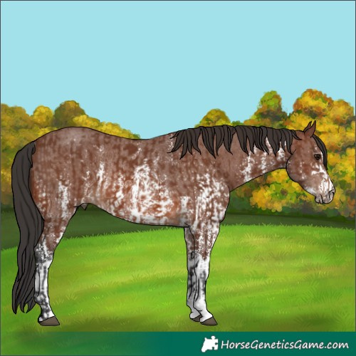 Horse Color:Brown Sabino Rabicano and Brown Sabino Rabicano