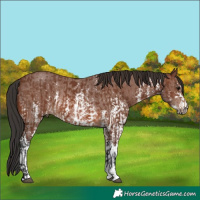 Horse Color:Brown Sabino Rabicano  and Brown Sabino Rabicano 