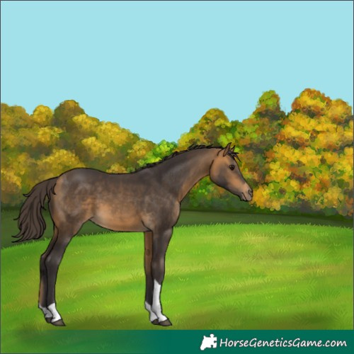 Horse Color:Buckskin Tobiano