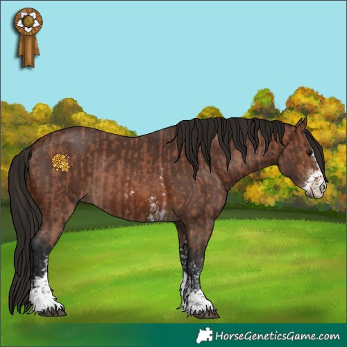 Horse Color:Bay Sabino Rabicano  and Gray Bay Sabino Rabicano 