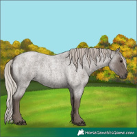 Horse Color:Unknown 