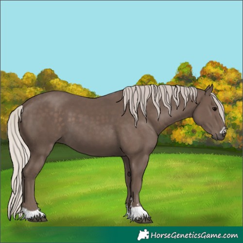 Horse Color:Unknown 
