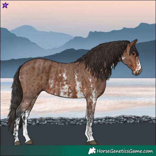 Horse Color:Brown Sabino Rabicano and Brown Sabino Rabicano