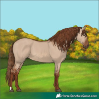 Horse Color:Red Dun 
