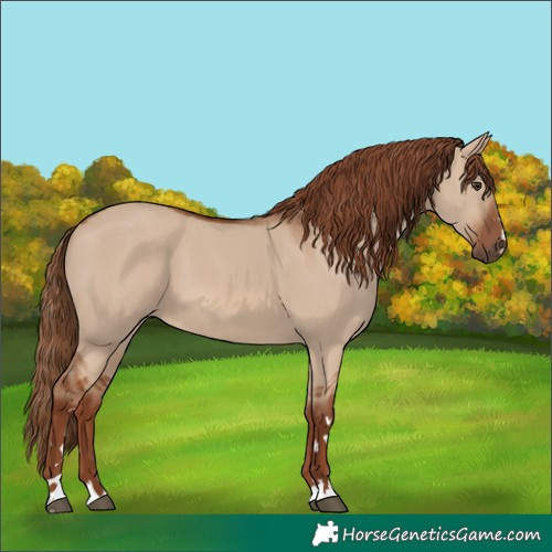 Horse Color:Red Dun 