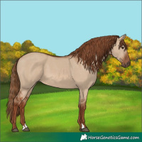Horse Color:Red Dun 