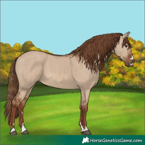 Horse Color:Red Dun 