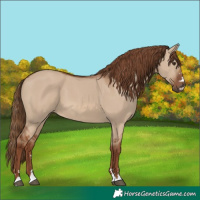 Horse Color:Red Dun
