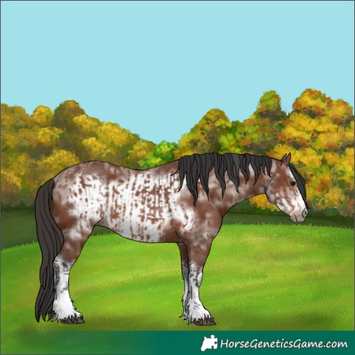 Horse Color:Brown Sabino Rabicano  and Brown Sabino Frame Rabicano 