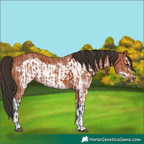Horse Color:Bay Sabino Rabicano and Bay Sabino Frame Rabicano