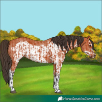 Horse Color:Bay Sabino Rabicano  and Bay Sabino Frame Rabicano 
