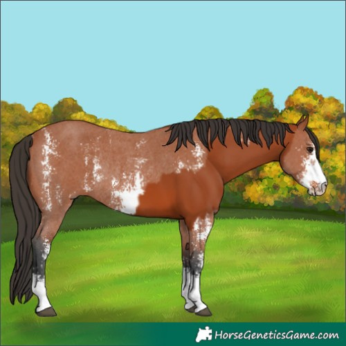 Horse Color:Bay Sabino Rabicano  and Bay Sabino Rabicano 